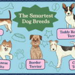 Best Dog Breeds