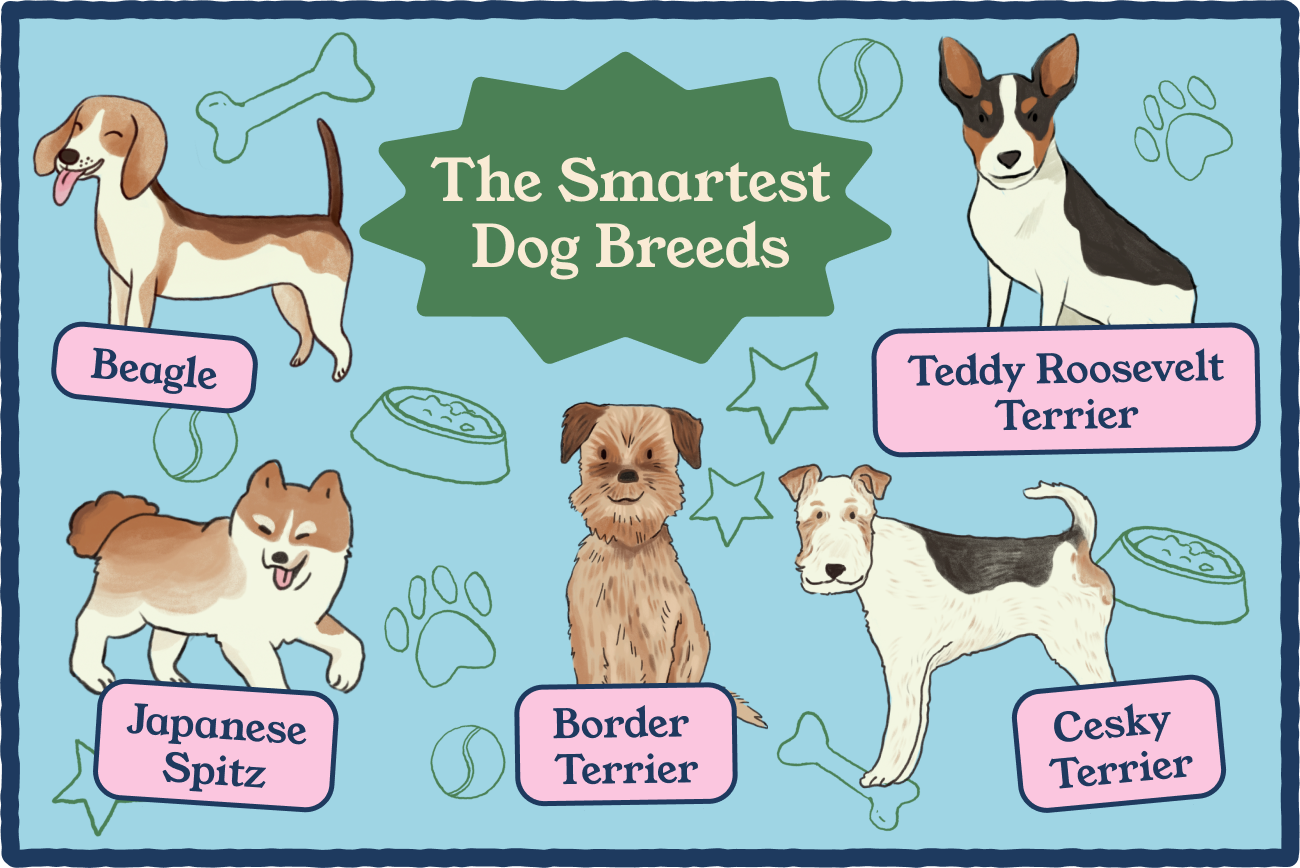 Best Dog Breeds