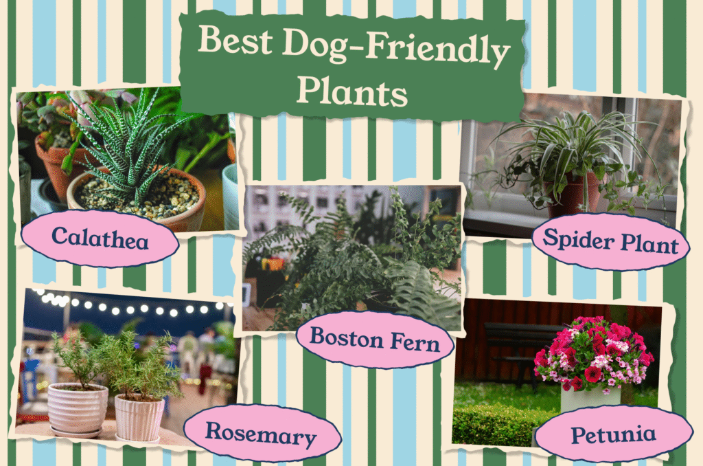 Best dog-friendly plants