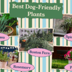 Best dog-friendly plants