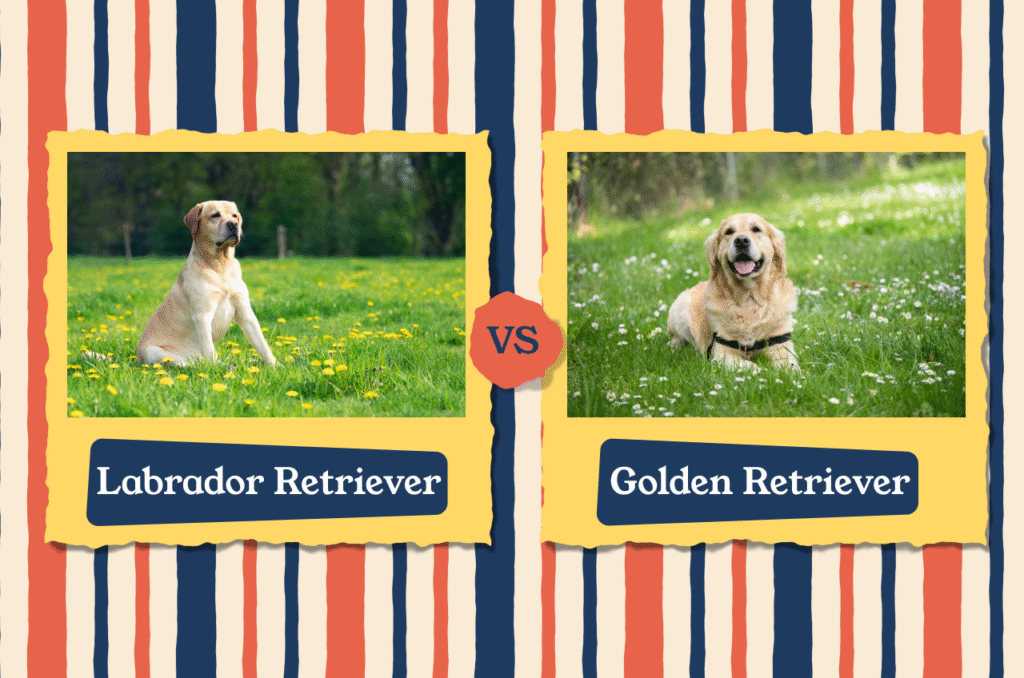 Labrador vs Golden Retriever