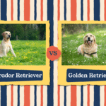 Labrador vs Golden Retriever