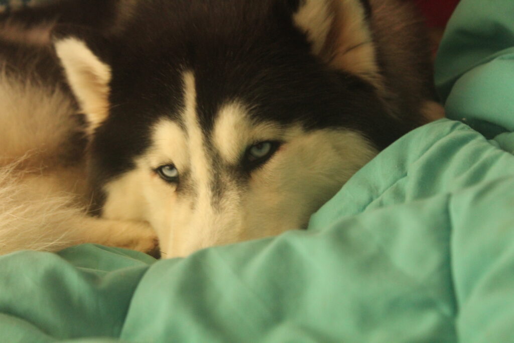 why dogs circle before sleeping