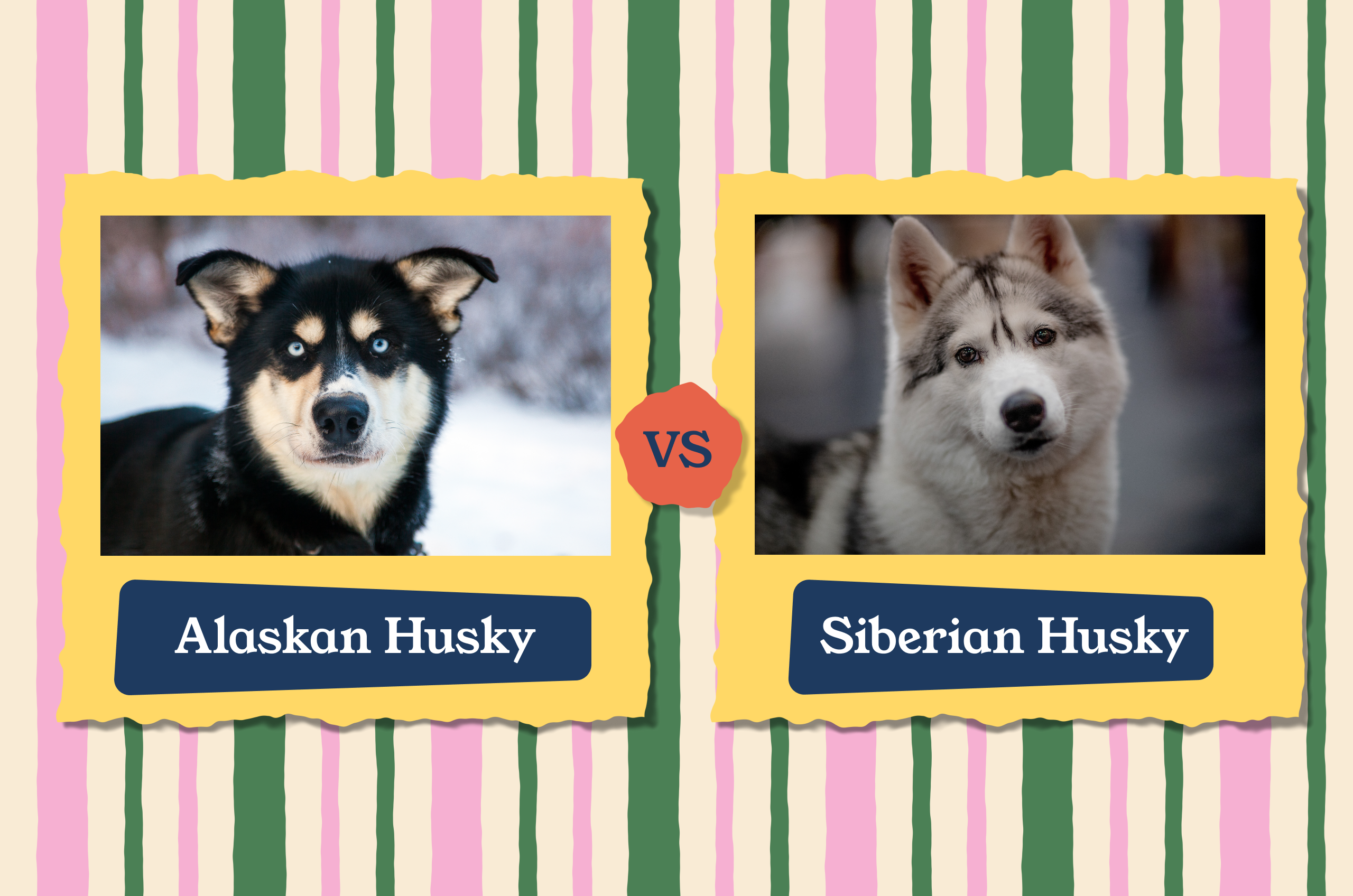 Alaskan Husky vs. Siberian Husky: What It’s Like To Live With Each One